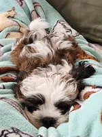 Milo, a male Shih Tzu and Shichon for sale in Lititz, PA – 2 of 5