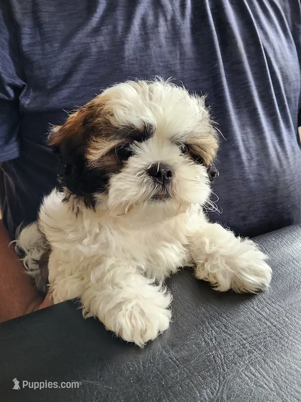 Milo – Shih Tzu, Shichon puppy for sale in Lititz, PA