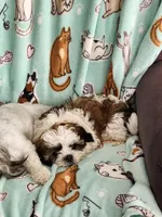 Milo, a male Shih Tzu and Shichon for sale in Lititz, PA – 4 of 5