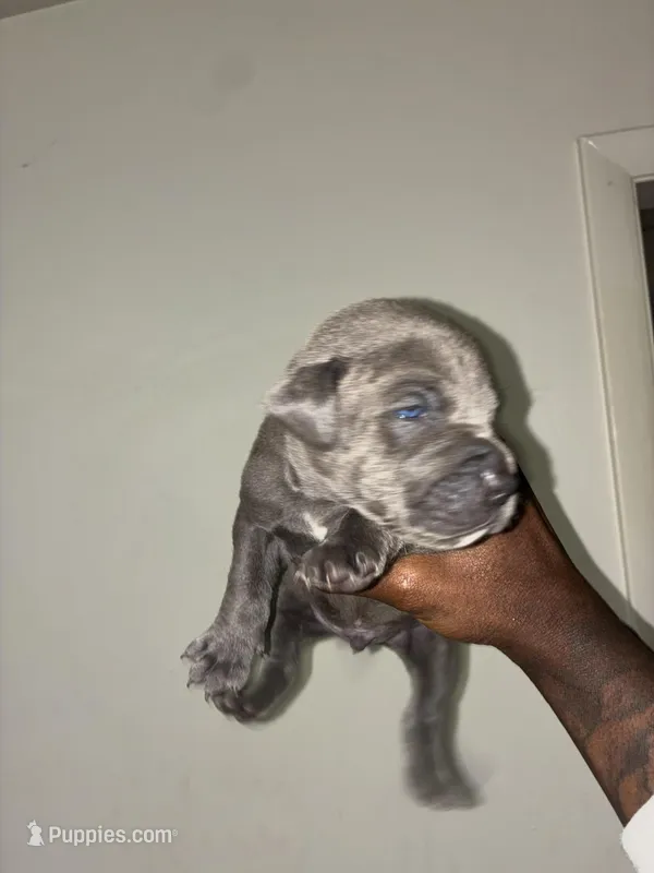 Blanco  – American Pit Bull Terrier, Cane Corso puppy for sale in North Little Rock, AR