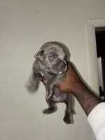 Blanco , a female American Pit Bull Terrier and Cane Corso for sale in North Little Rock, AR – Photo 2 of 2