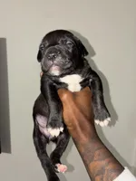 Zela, a female American Pit Bull Terrier and Cane Corso for sale in North Little Rock, AR – Photo 2 of 3