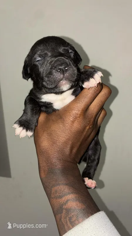 Zela – American Pit Bull Terrier, Cane Corso puppy for sale in North Little Rock, AR