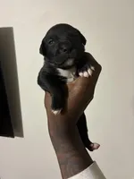 Zela, a female American Pit Bull Terrier and Cane Corso for sale in North Little Rock, AR – Photo 3 of 3