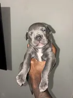 Mazo, a female American Pit Bull Terrier and Cane Corso for sale in North Little Rock, AR – Photo 2 of 2