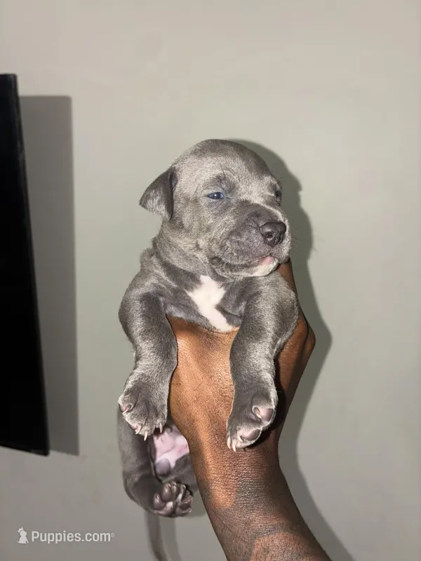 Mazo – American Pit Bull Terrier, Cane Corso puppy for sale in North Little Rock, AR