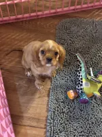 Hank, a male Cavalier King Charles Spaniel for sale in Jacksonville, FL – Photo 2 of 6