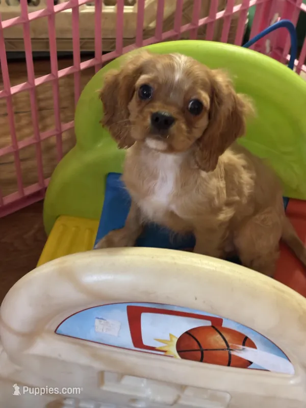 Hank, a male Cavalier King Charles Spaniel for sale in Jacksonville, FL – Photo 1 of 6