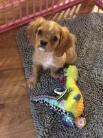 Hank, a male Cavalier King Charles Spaniel for sale in Jacksonville, FL – Photo 5 of 6