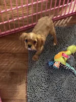 Hank, a male Cavalier King Charles Spaniel for sale in Jacksonville, FL – Photo 3 of 6