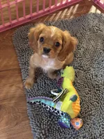Hank, a male Cavalier King Charles Spaniel for sale in Jacksonville, FL – Photo 6 of 6