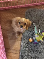 Hank, a male Cavalier King Charles Spaniel for sale in Jacksonville, FL – Photo 4 of 6