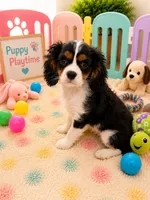 Asher, a male Cavalier King Charles Spaniel for sale in Jacksonville, FL – 5 of 6