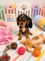 Levi , a male Cavalier King Charles Spaniel for sale in Jacksonville, FL – 2 of 4