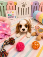 Landon, a male Cavalier King Charles Spaniel for sale in Jacksonville, FL – 2 of 4