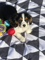 Sawyer , a male Cavalier King Charles Spaniel for sale in Jacksonville, FL – 5 of 6