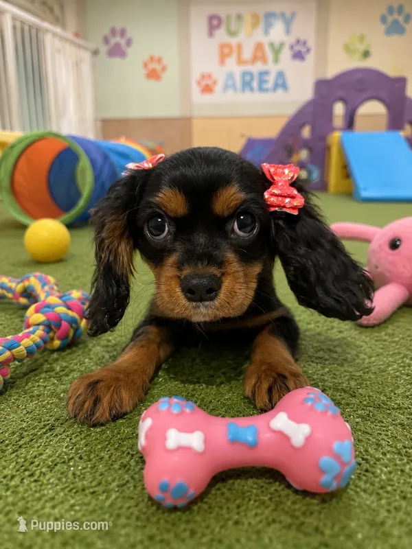 Layla – Cavalier King Charles Spaniel puppy for sale in Jacksonville, FL