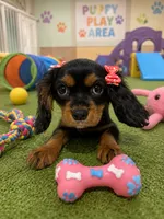 Layla, a female Cavalier King Charles Spaniel for sale in Jacksonville, FL – 1 of 4