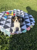 Spencer, a male Cavalier King Charles Spaniel for sale in Jacksonville, FL – 2 of 6