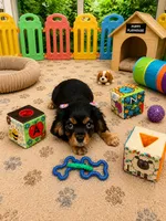 Brynleigh, a female Cavalier King Charles Spaniel for sale in Jacksonville, FL – 7 of 7