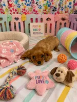Lincoln , a male Cavalier King Charles Spaniel for sale in Jacksonville, FL – 2 of 5