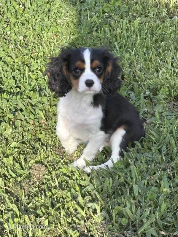 Sawyer  – Cavalier King Charles Spaniel puppy for sale in Jacksonville, FL