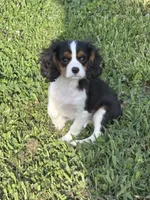 Sawyer , a male Cavalier King Charles Spaniel for sale in Jacksonville, FL – 1 of 6