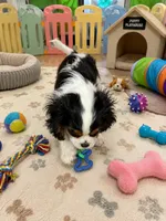 River , a male Cavalier King Charles Spaniel for sale in Jacksonville, FL – 3 of 6