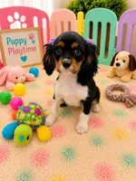 Charlotte , a female Cavalier King Charles Spaniel for sale in Jacksonville, FL – 1 of 4