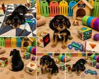 Brynleigh, a female Cavalier King Charles Spaniel for sale in Jacksonville, FL – 5 of 7