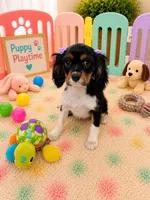 Charlotte , a female Cavalier King Charles Spaniel for sale in Jacksonville, FL – 3 of 4
