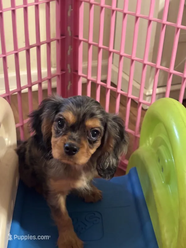 Waylon , a male Cavalier King Charles Spaniel for sale in Jacksonville, FL – Photo 1 of 7