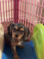 Waylon , a male Cavalier King Charles Spaniel for sale in Jacksonville, FL – Photo 1 of 7