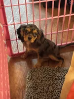 Waylon , a male Cavalier King Charles Spaniel for sale in Jacksonville, FL – Photo 4 of 7