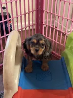 Waylon , a male Cavalier King Charles Spaniel for sale in Jacksonville, FL – Photo 3 of 7