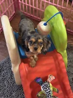 Waylon , a male Cavalier King Charles Spaniel for sale in Jacksonville, FL – Photo 6 of 7