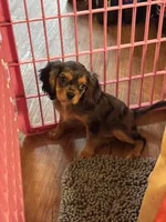 Waylon , a male Cavalier King Charles Spaniel for sale in Jacksonville, FL – Photo 7 of 7