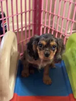 Waylon , a male Cavalier King Charles Spaniel for sale in Jacksonville, FL – Photo 2 of 7