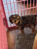 Waylon , a male Cavalier King Charles Spaniel for sale in Jacksonville, FL – Photo 5 of 7