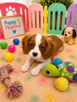 Carter, a male Cavalier King Charles Spaniel for sale in Jacksonville, FL – 3 of 5