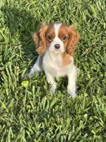 Sullivan , a male Cavalier King Charles Spaniel for sale in Jacksonville, FL – 2 of 6