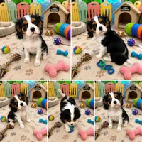 River , a male Cavalier King Charles Spaniel for sale in Jacksonville, FL – 5 of 6