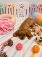 Lincoln , a male Cavalier King Charles Spaniel for sale in Jacksonville, FL – 1 of 5