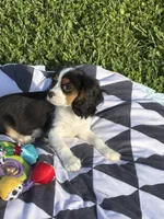 Sawyer , a male Cavalier King Charles Spaniel for sale in Jacksonville, FL – 2 of 6