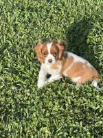 Sullivan , a male Cavalier King Charles Spaniel for sale in Jacksonville, FL – 4 of 6