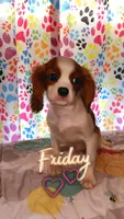 Vader, a male Cavalier King Charles Spaniel for sale in Jacksonville, FL – Photo 4 of 7