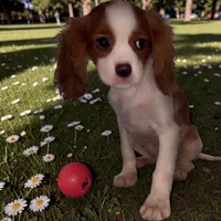Vader, a male Cavalier King Charles Spaniel for sale in Jacksonville, FL – Photo 1 of 7