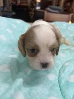 processed/b187c4c9-b0d0-4c18-ab51-7affac04879f/listing/5e779fae-5f24-4d82-b696-6f9dacdae623/c7332113-cbd8-4652-b690-37958679a4ea