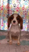 Vader, a male Cavalier King Charles Spaniel for sale in Jacksonville, FL – Photo 2 of 7