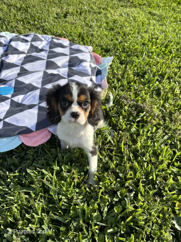 Spencer – Cavalier King Charles Spaniel puppy for sale in Jacksonville, FL